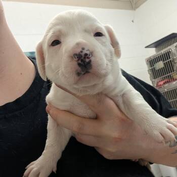 Tofu -  Mixed Breed Dog for Adoption in Ardmore, Oklahoma - Tofu | PetCurious