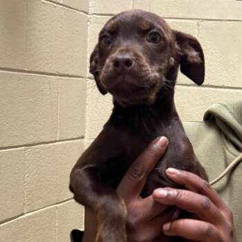 Rescue Chihuahua and Pit Bull Terrier Dogs for Adoption in Clarksville, Virginia - Caliber | PetCurious
