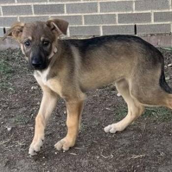German Shepherd Dog Dogs Available for Adoption in The Colony, Texas - Ke$ha | PetCurious