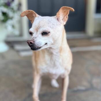 Chihuahua Dogs Available for Adoption in Huntsville, Alabama - Miss Pickles | PetCurious