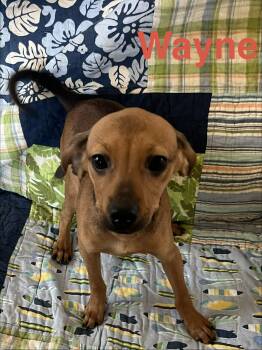 Yorkshire Terrier and Chihuahua Dogs Available for Adoption - Wayne | PetCurious