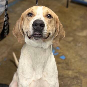 Coonhound and Hound Dogs Available for Adoption - Dexter | PetCurious