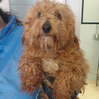 Poodle Dogs Available for Adoption in Loxahatchee Groves, Florida - Trevor 5747 | PetCurious