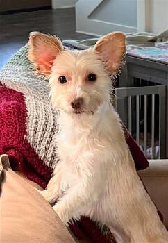 Ossie -  Yorkshire Terrier Dog for Adoption in Memphis, Tennessee - Ossie | PetCurious