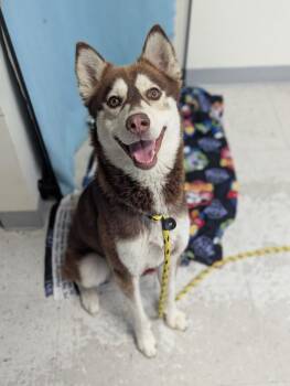 *Pookie* -  Siberian Husky Dog for Adoption in Salt Lake City, Utah - *Pookie* | PetCurious