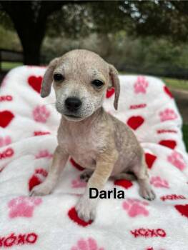 Rescue Chihuahua and Terrier Dogs for Adoption - Darla *Arriving 12/6* | PetCurious