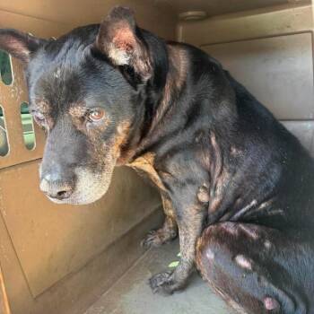 Grandpa Joe -  Mixed Breed Dog for Adoption in Huntington, West Virginia - Grandpa Joe | PetCurious