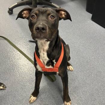 Venus -  Mixed Breed Dog for Adoption in Saint Joseph, Missouri - Venus | PetCurious