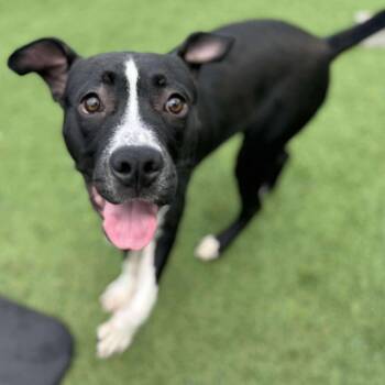 Rescue Pit Bull Terrier Dogs for Adoption in Richmond, Kentucky - Kobe | PetCurious