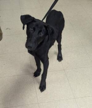Labrador Retriever Dogs Available for Adoption in Killeen, Texas - BAXTER | PetCurious
