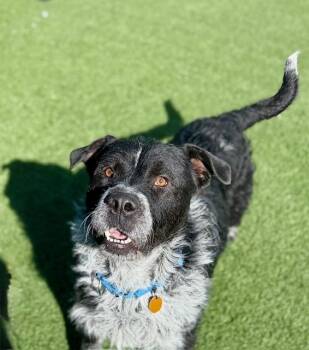 Pit Bull Terrier Dogs Available for Adoption in Chicago, Illinois - Russel | PetCurious