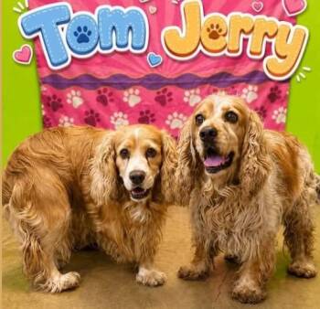 Jerry N 26084 -  Cocker Spaniel Dog for Adoption in Parker, Colorado - Jerry N 26084 | PetCurious