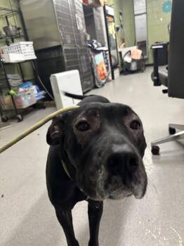 Rescue Great Dane and Mixed Breed Dogs for Adoption in Indianapolis, Indiana - ERMAC | PetCurious
