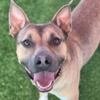 Greyson -  Pit Bull Terrier and Mixed Breed Dog for Adoption in Tacoma, Washington - Greyson | PetCurious