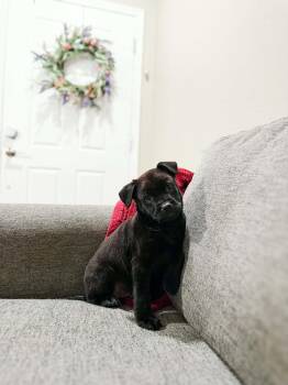 Labrador Retriever Dogs Available for Adoption - Lucas | PetCurious