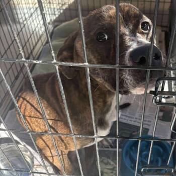 Rescue Mixed Breed Dogs for Adoption in Huntington, West Virginia - Abel | PetCurious