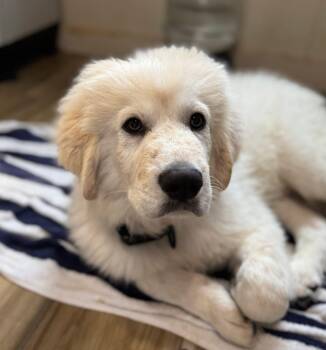 Great Pyrenees Dogs Available for Adoption - Lawrence | PetCurious