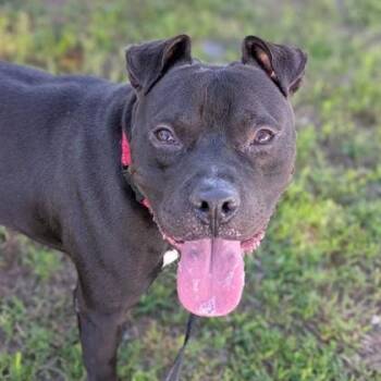 Rescue Terrier Dogs for Adoption in Syracuse, New York - Speedle | PetCurious