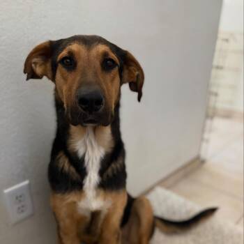 Shepherd Dogs Available for Adoption - Moose | PetCurious