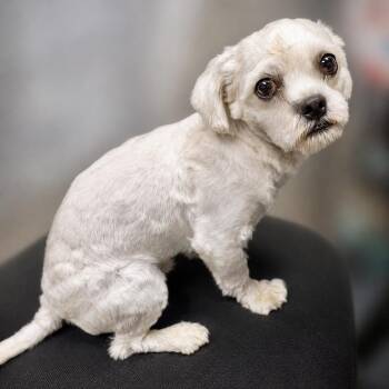 Bouncy -  Poodle Dog for Adoption in Littleton, Colorado - Bouncy | PetCurious