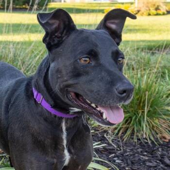 GIANNA -  Pit Bull Terrier and Mixed Breed Dog for Adoption in St. Louis, Missouri - GIANNA | PetCurious