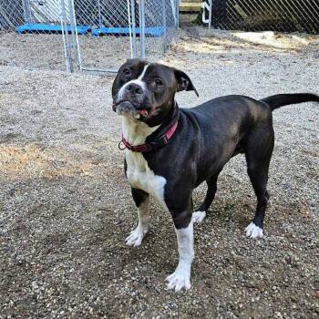 Rescue Boxer Dogs for Adoption in Muskegon, Michigan - Taco | PetCurious