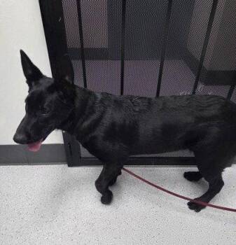Carlos -  German Shepherd Dog Dog for Adoption in Oakland, California - Carlos | PetCurious