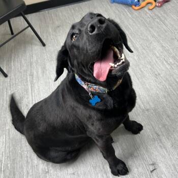 Molly Ringwald -  Labrador Retriever Dog for Adoption in State College, Pennsylvania - Molly Ringwald | PetCurious