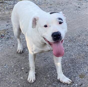 Rescue Pit Bull Terrier Dogs for Adoption in Indianapolis, Indiana - BEAUTY | PetCurious