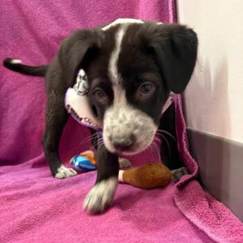 Shepherd and Mixed Breed Dogs Available for Adoption - Hank Williams Jr | PetCurious