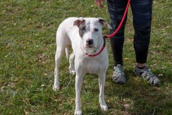 Penny -  Pointer and Mixed Breed Dog for Adoption in Kansas City, Missouri - Penny | PetCurious