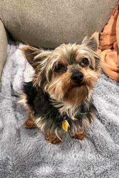 Yorkshire Terrier Dogs Available for Adoption - Marilyn | PetCurious