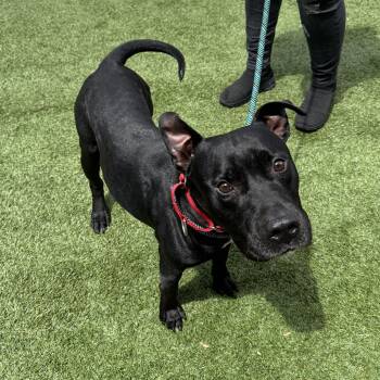 Meet MESSI - HANDSOME B&W Staffie, 3-4 yrs, housebroken and frie -  American Staffordshire Terrier Dog for Adoption in Clifton, New Jersey - Meet MESSI - HANDSOME B&W Staffie, 3-4 Yrs, Housebroken And Frie | PetCurious