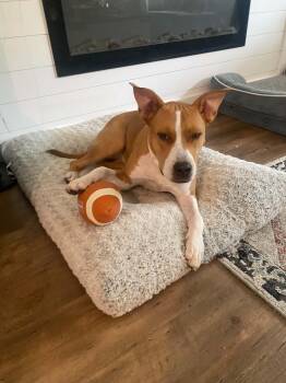 SOMER J -  Terrier and Mixed Breed Dog for Adoption in Center Square, Pennsylvania - SOMER J | PetCurious