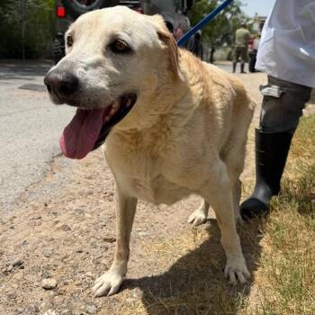 Missy -  Yellow Labrador Retriever and Mixed Breed Dog for Adoption in Edinburg, Texas - Missy | PetCurious