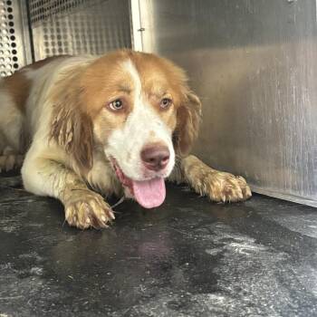 Stella -  Great Pyrenees and Mixed Breed Dog for Adoption in Birmingham, Alabama - Stella | PetCurious