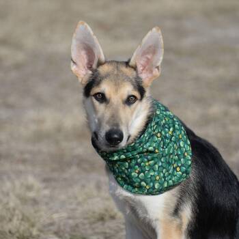 German Shepherd Dog Dogs Available for Adoption - Harrison | PetCurious