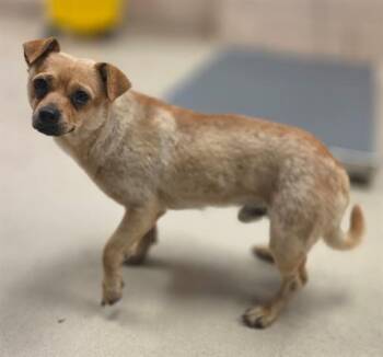 TWINKIE -  Chihuahua and Mixed Breed Dog for Adoption in Dayton, Ohio - TWINKIE | PetCurious