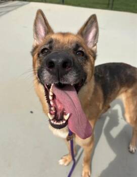 BOOKER -  German Shepherd Dog and Mixed Breed Dog for Adoption in Charlotte, North Carolina - BOOKER | PetCurious