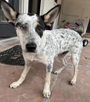 Baxter -  Australian Cattle Dog Blue Heeler Dog Available for Adoption in The Woodlands, Texas - Baxter | PetCurious