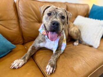 Staffordshire Bull Terrier and Boxer Dogs Available for Adoption - Poppy Happy Hop | PetCurious