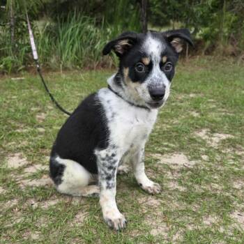 Australian Cattle Dog Blue Heeler Dogs Available for Adoption in Foley, Alabama - Mikey | PetCurious