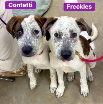 Confetti -  Pointer and Catahoula Leopard Dog Dog for Adoption in Alexander, Arkansas - Confetti | PetCurious