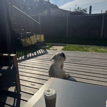 Nino -  English Bulldog Dog for Adoption in Chicago, Illinois - Nino | PetCurious