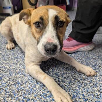 Cattle Dog Dogs Available for Adoption - Charli | PetCurious