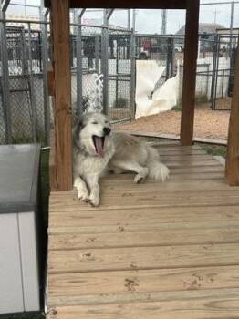 Koda -  Great Pyrenees and Siberian Husky Dog for Adoption in Divide, Colorado - Koda | PetCurious
