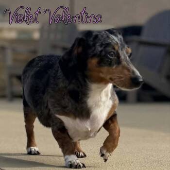 Violet Valentina -  Dachshund Dog for Adoption in San Antonio, Texas - Violet Valentina | PetCurious