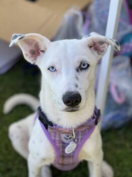 EMBER -  Dalmatian Dog for Adoption in Rowland Heights, California - EMBER | PetCurious