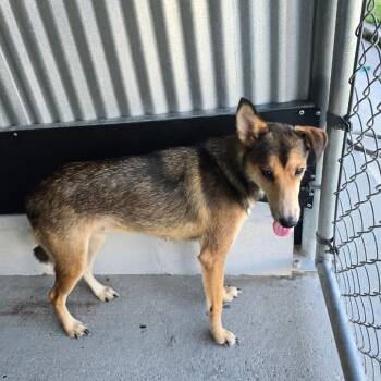 Kai -  Shetland Sheepdog Sheltie and Shepherd Dog for Adoption in New Orleans, Louisiana - Kai | PetCurious