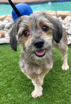 AMOS -  Schnauzer Dog for Adoption in Dallas, Texas - AMOS | PetCurious